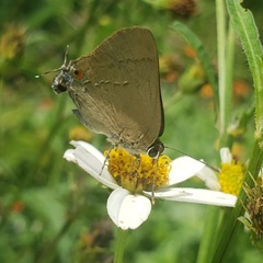 Allosmaitia strophius