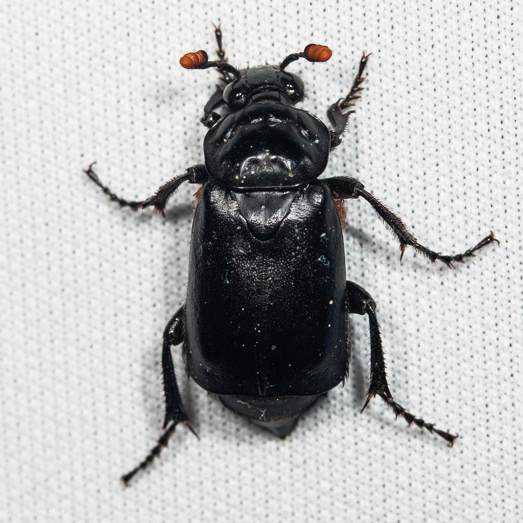 Black Burying Beetle