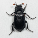 Escarabajo Enterrador Negro - Photo (c) Ken-ichi Ueda, algunos derechos reservados (CC BY), subido por Ken-ichi Ueda