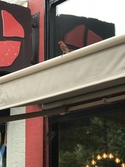 Haemorhous mexicanus