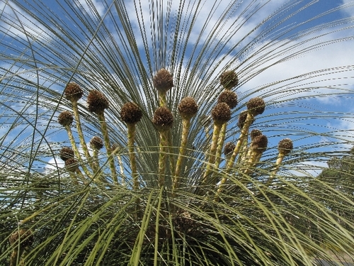 Kingia australis R.Br.