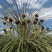 Kingia australis - Photo (c) eyeweed, algunos derechos reservados (CC BY-NC-ND)