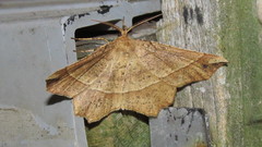 Euchlaena tigrinaria