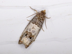 Notocelia rosaecolana