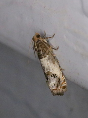 Notocelia rosaecolana