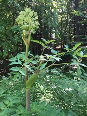 Angelica archangelica
