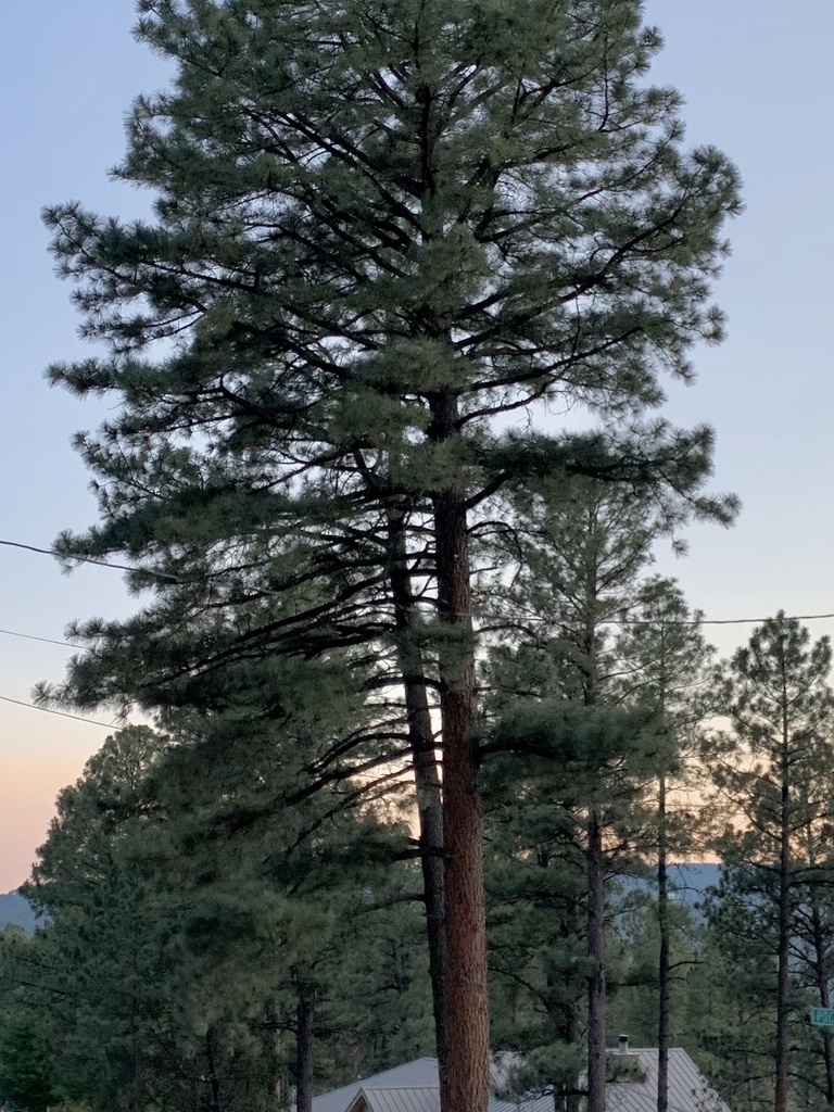 Ponderosa Pine from Lincoln National Forest, Ruidoso, NM, US on June 20