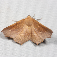 Tetracis cervinaria