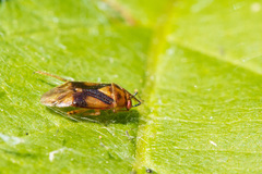 Tropidosteptes