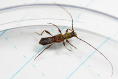 Molorchus longicollis