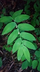 Polygonatum biflorum biflorum