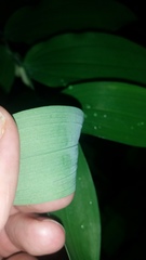 Polygonatum biflorum biflorum