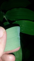 Polygonatum biflorum biflorum