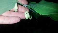 Polygonatum biflorum biflorum