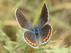 Icaricia lupini texanus