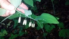 Polygonatum biflorum biflorum