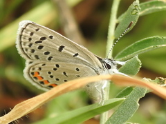 Icaricia lupini texanus