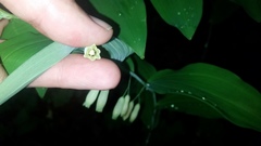 Polygonatum biflorum biflorum