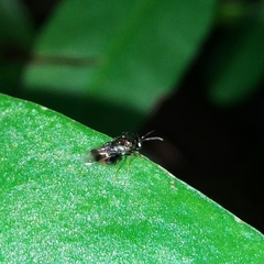 Eucharitidae