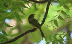 Tolmomyias sulphurescens