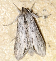 Cucullia laetifica