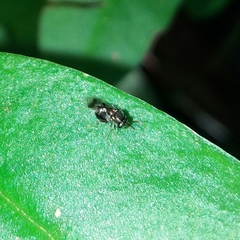 Eucharitidae