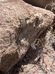 Sceloporus cowlesi