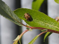 Chrysomela confluens