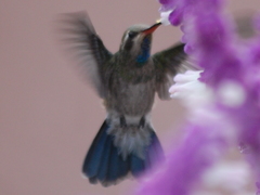 Cynanthus latirostris