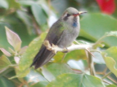 Cynanthus latirostris