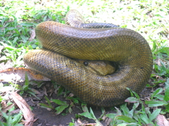 Corallus ruschenbergerii