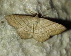 Eumacaria madopata