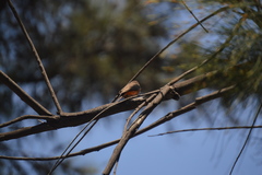 Pyrocephalus rubinus