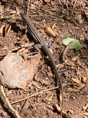 Aspidoscelis neomexicanus