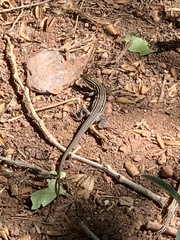 Aspidoscelis neomexicanus