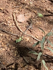 Aspidoscelis neomexicanus