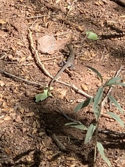 Aspidoscelis neomexicanus