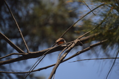 Pyrocephalus rubinus