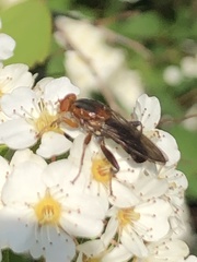 Hammerschmidtia rufa