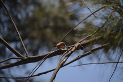 Pyrocephalus rubinus
