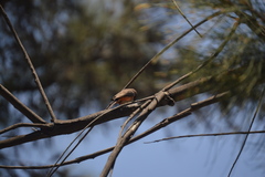Pyrocephalus rubinus