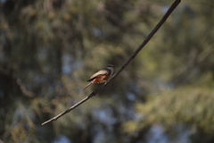 Pyrocephalus rubinus