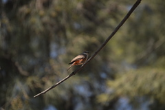Pyrocephalus rubinus