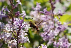 Hemaris gracilis