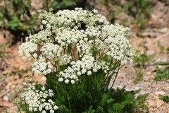 Meum athamanticum