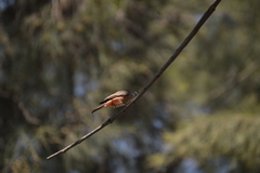 Pyrocephalus rubinus