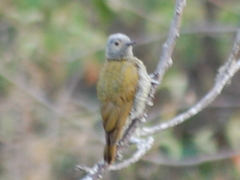 Colaptes auricularis