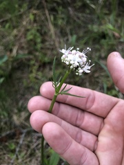 Valeriana uliginosa