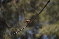 Pyrocephalus rubinus