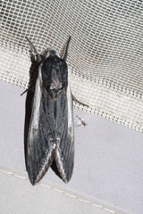 Sphinx drupiferarum